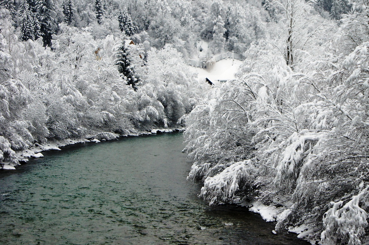 winter snow bush free photo