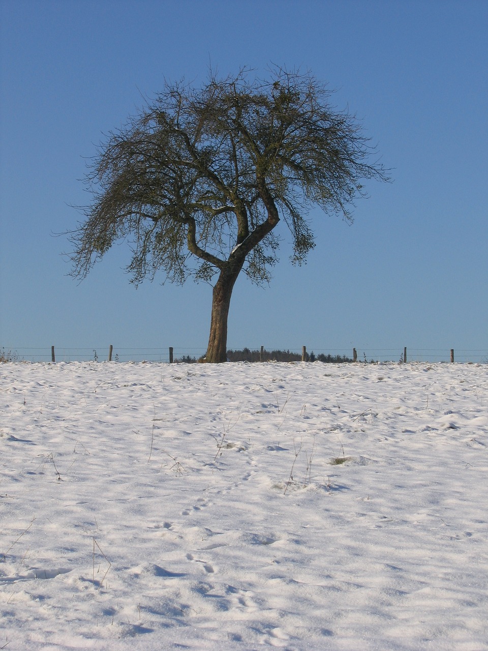 winter field tree free photo