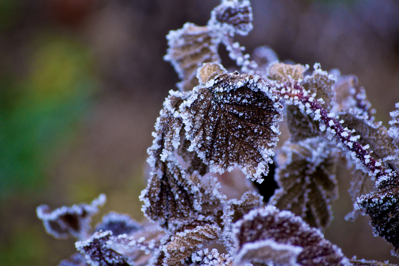 winter wood flowers free photo