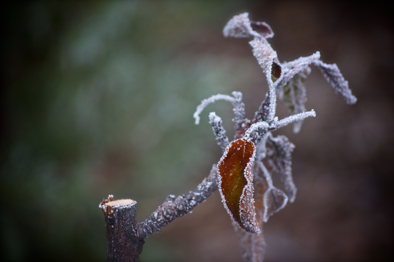 winter wood flowers free photo