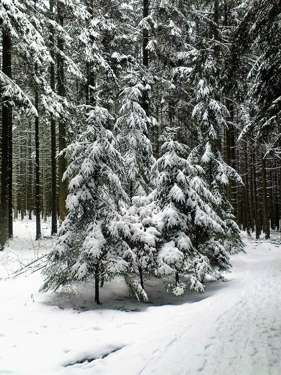 winter fir forest wintry free photo