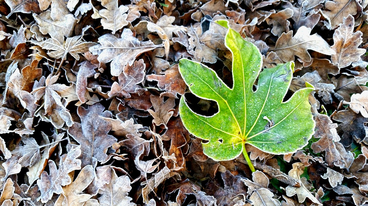 winter leaves season free photo