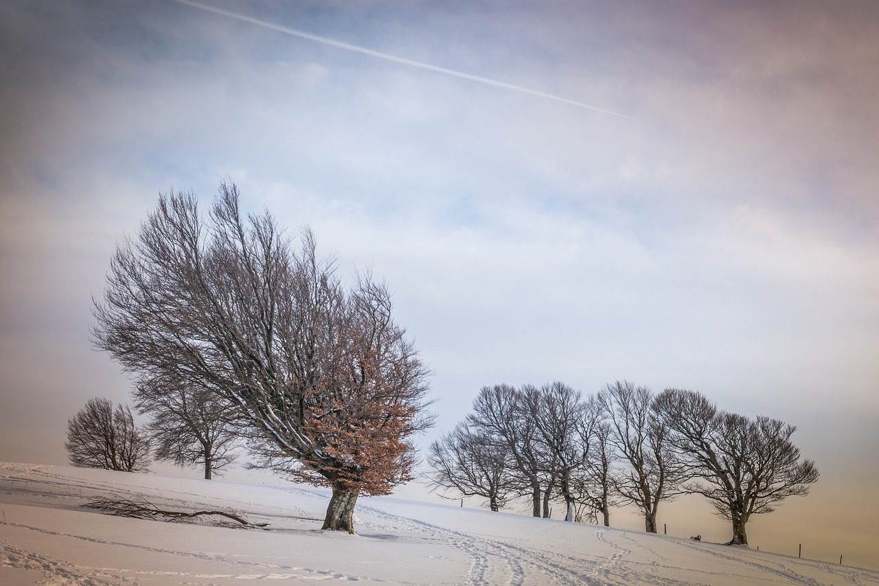 winter snow wintry free photo