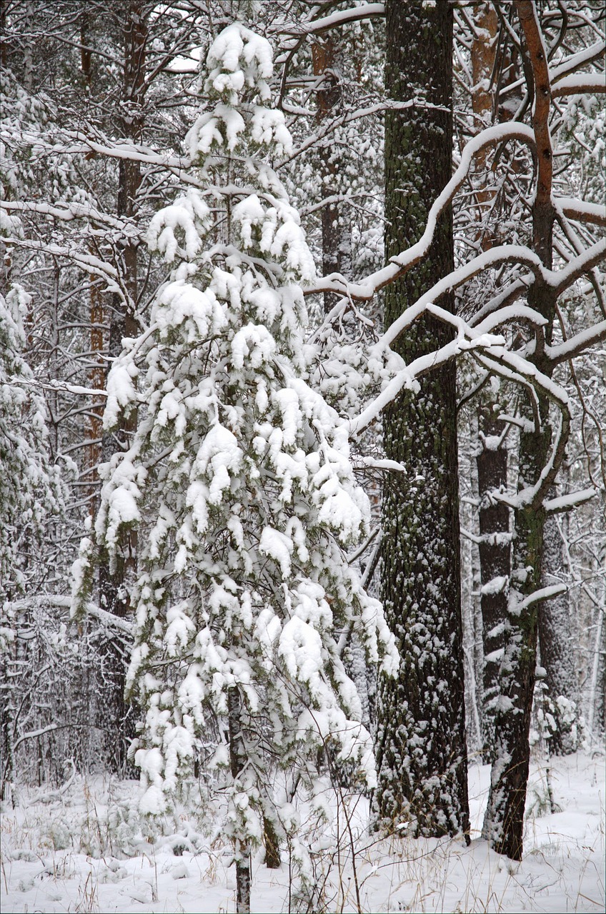 winter forest snow free photo