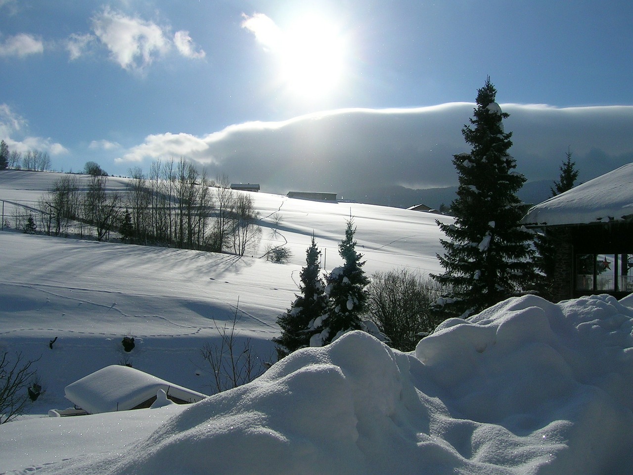 winter snow tree free photo