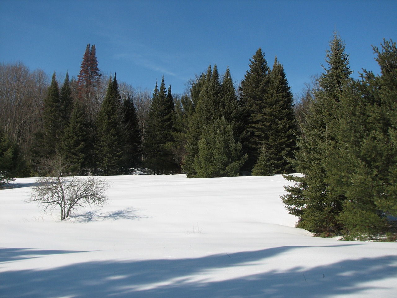 winter snow evergreens free photo