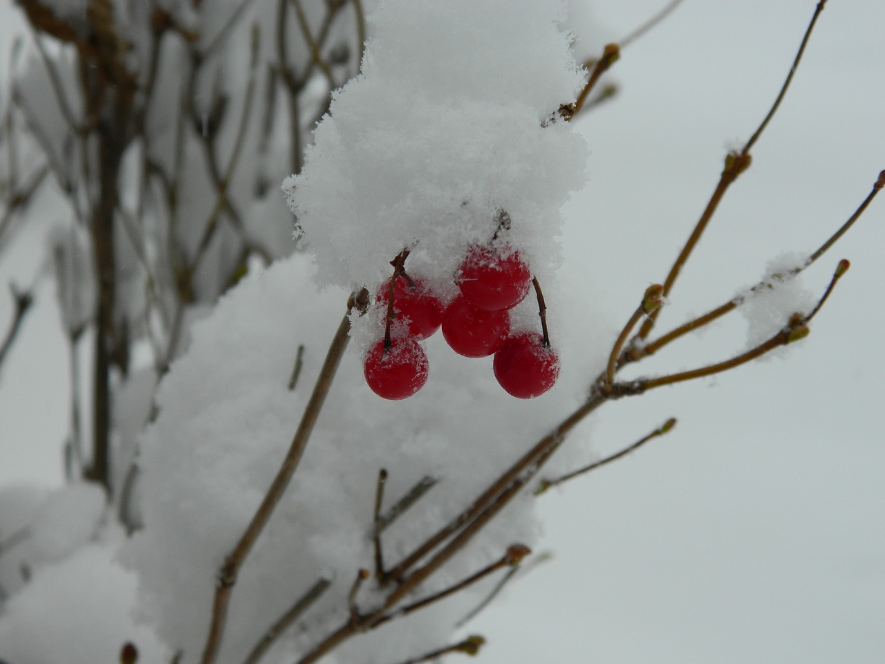 winter snow red berries free photo
