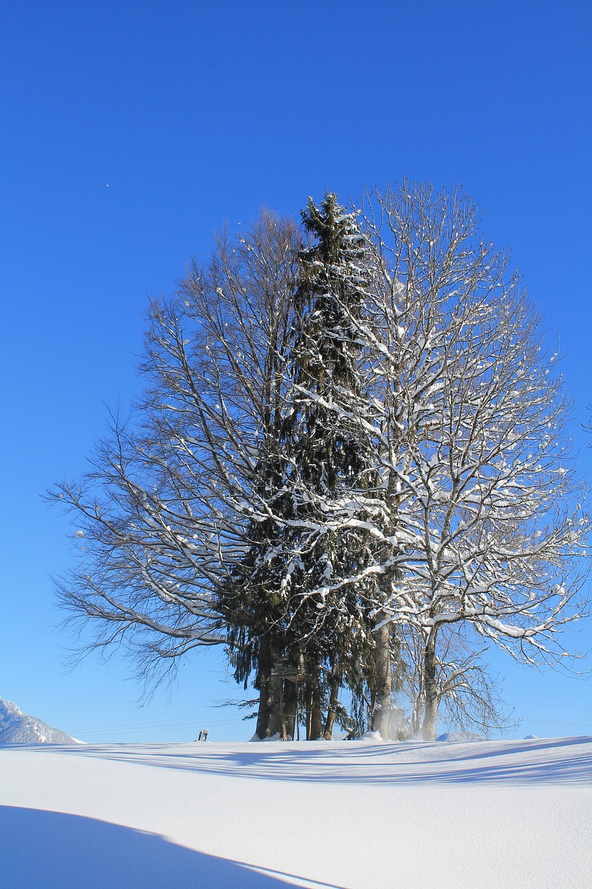 winter landscape tree free photo