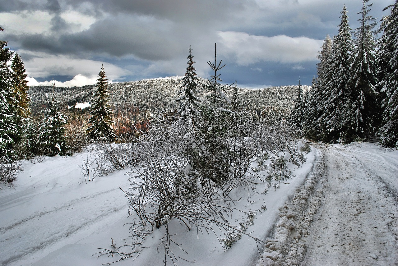 winter way forest free photo