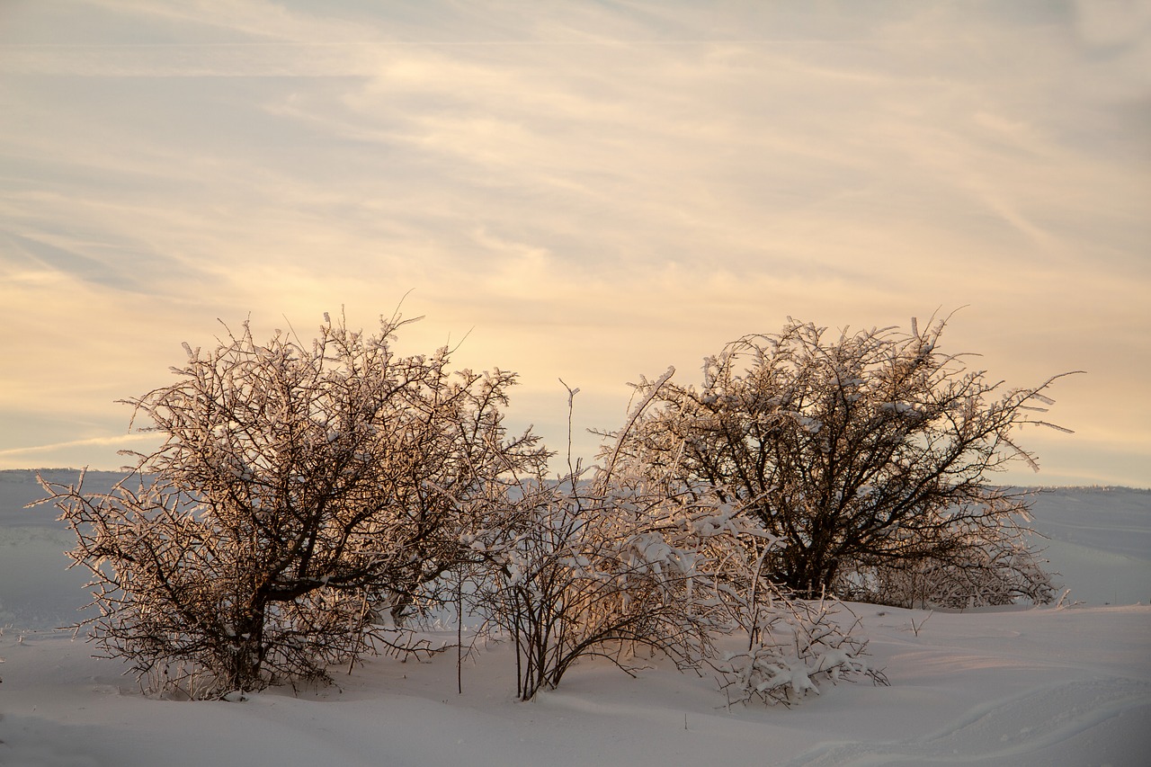 winter snow wintry free photo