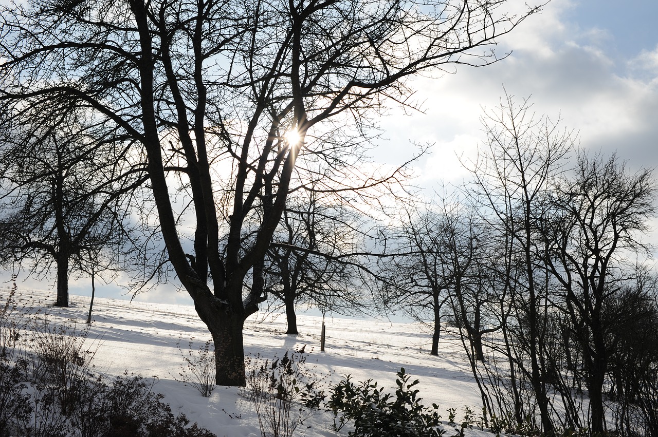 eberdingen winter sun free photo