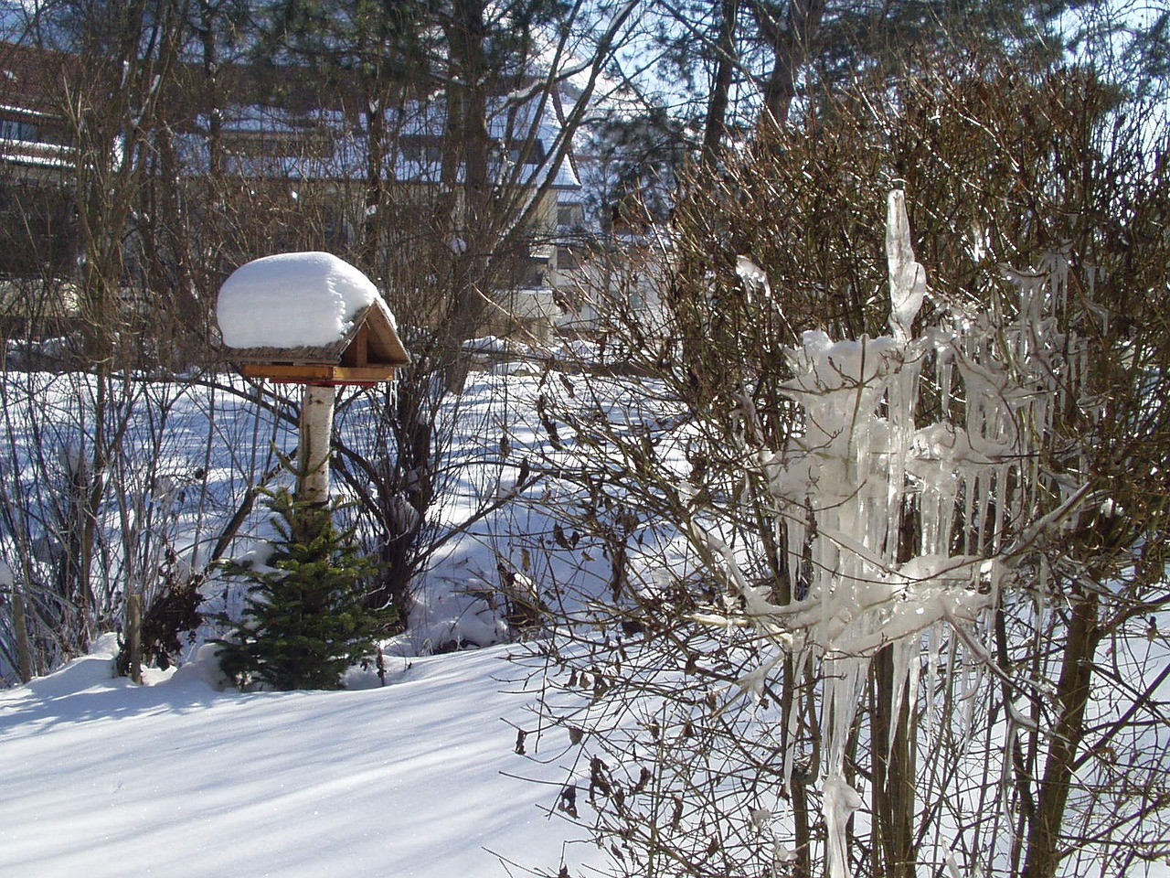 winter aviary snow free photo
