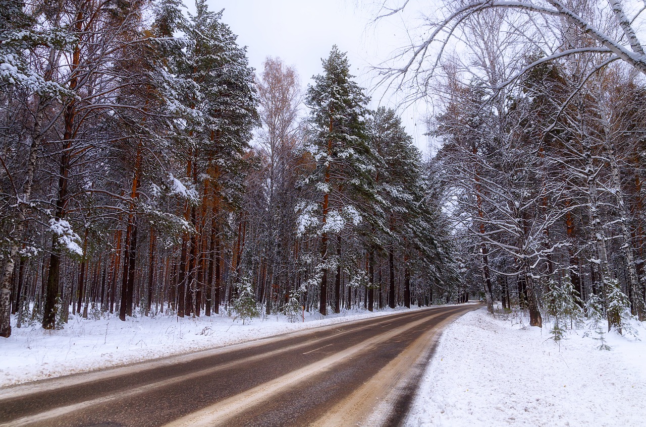 winter road forest free photo