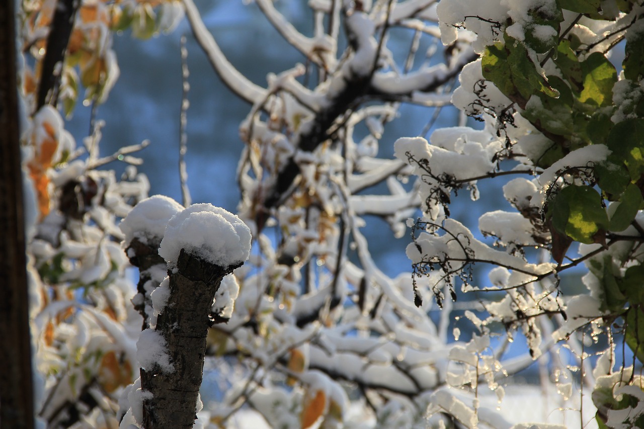 winter frost sunlight nature free photo