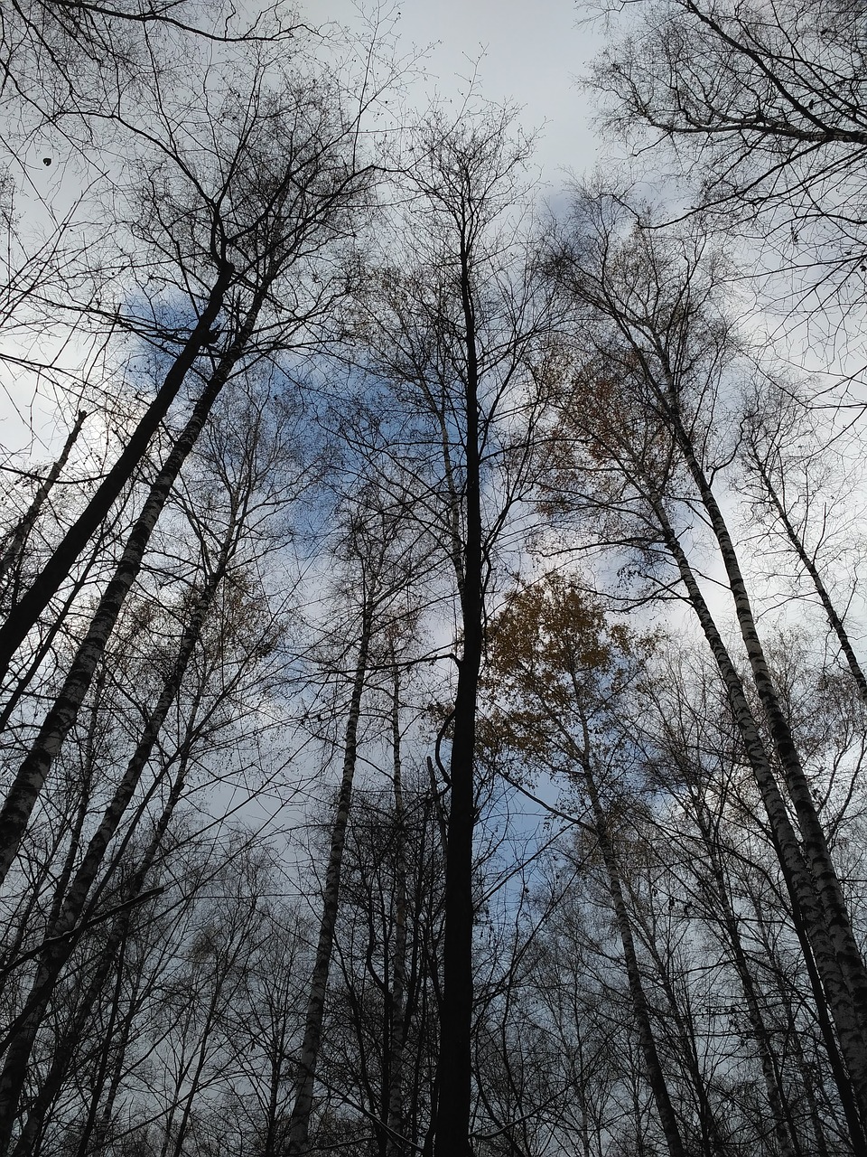 winter trees garden free photo