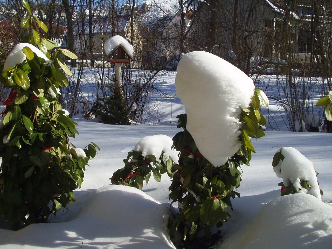 winter aviary snow free photo