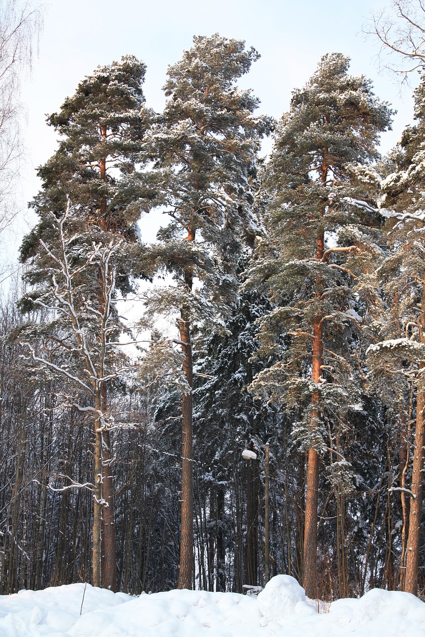 winter finland snow free photo