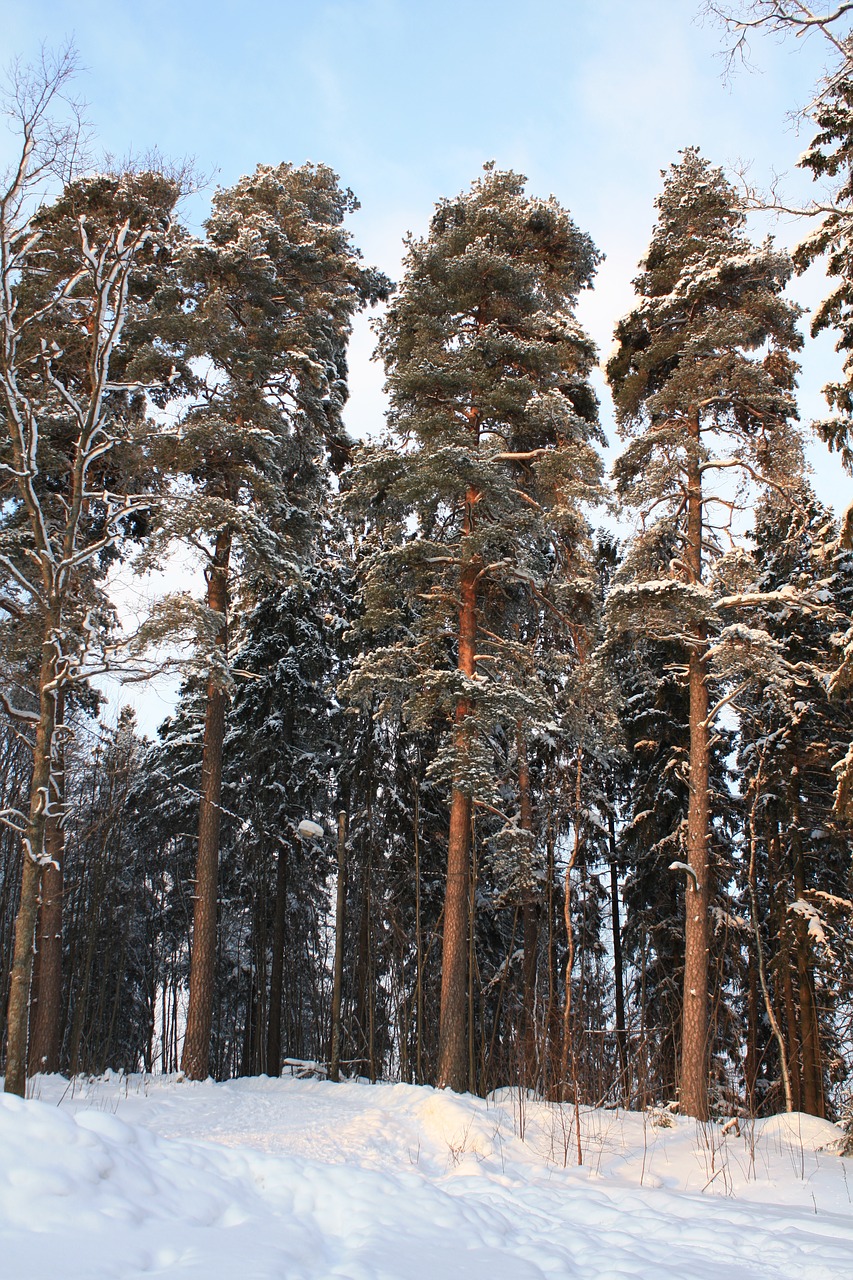 winter finland snow free photo