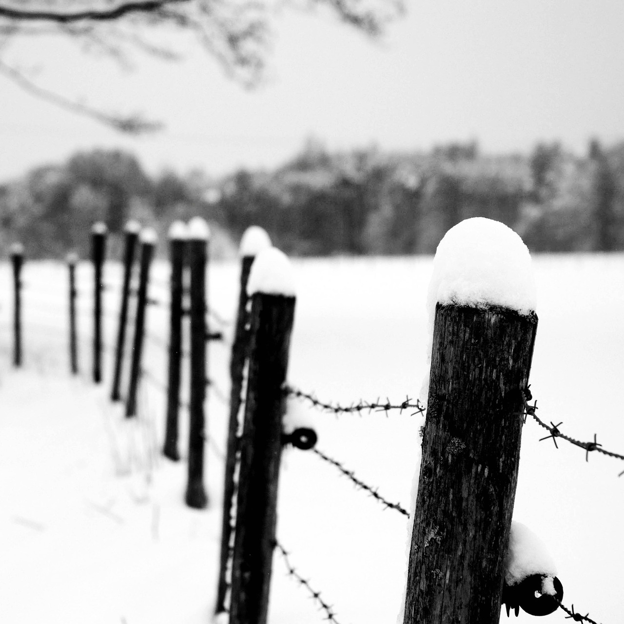 winter fence sw free photo