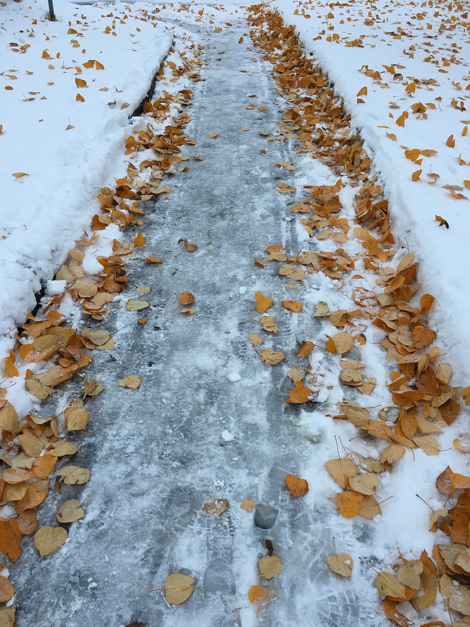 winter way leaves free photo