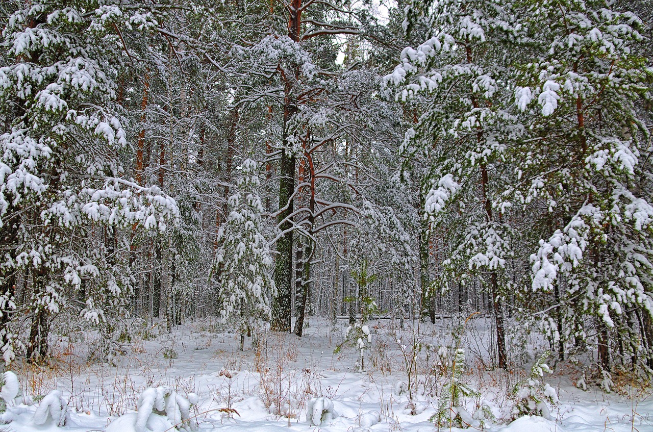 winter forest snow free photo