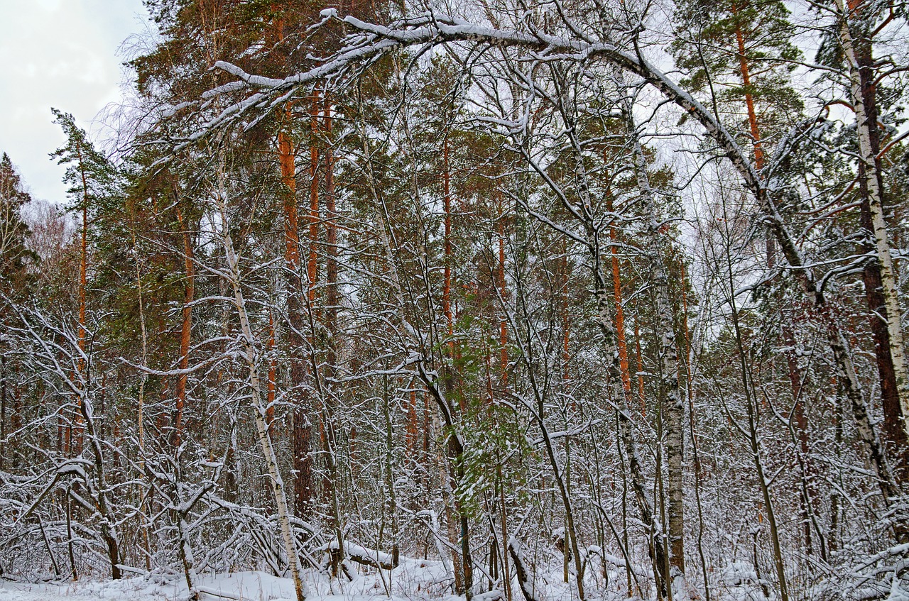 winter snow forest free photo