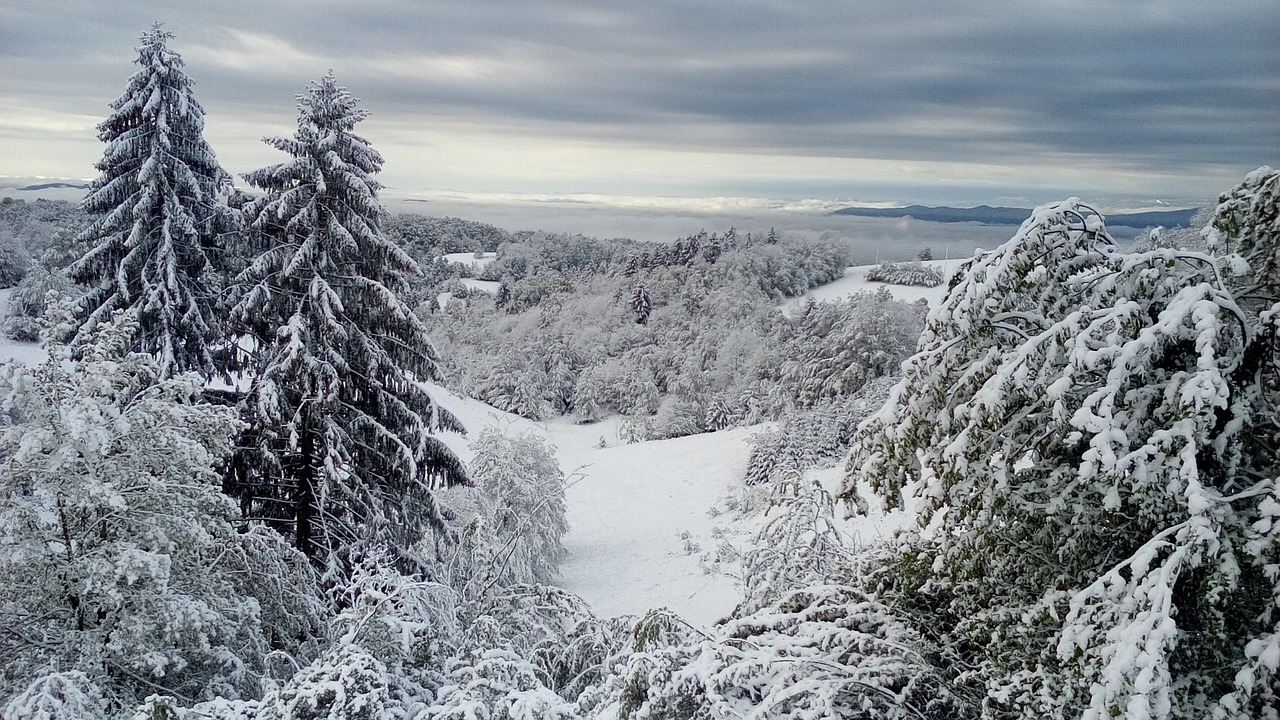 winter snow nature free photo