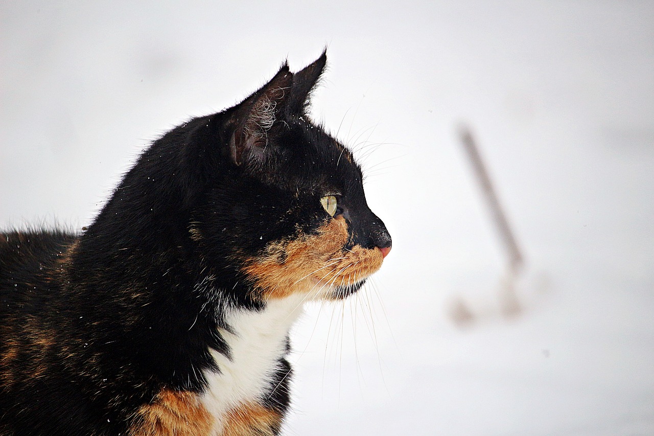 winter cat snow free photo