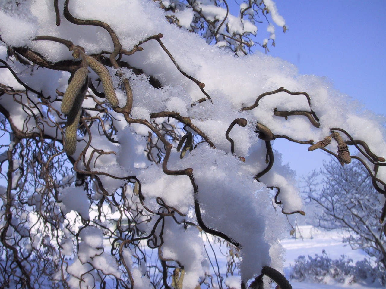 winter snow snowy free photo