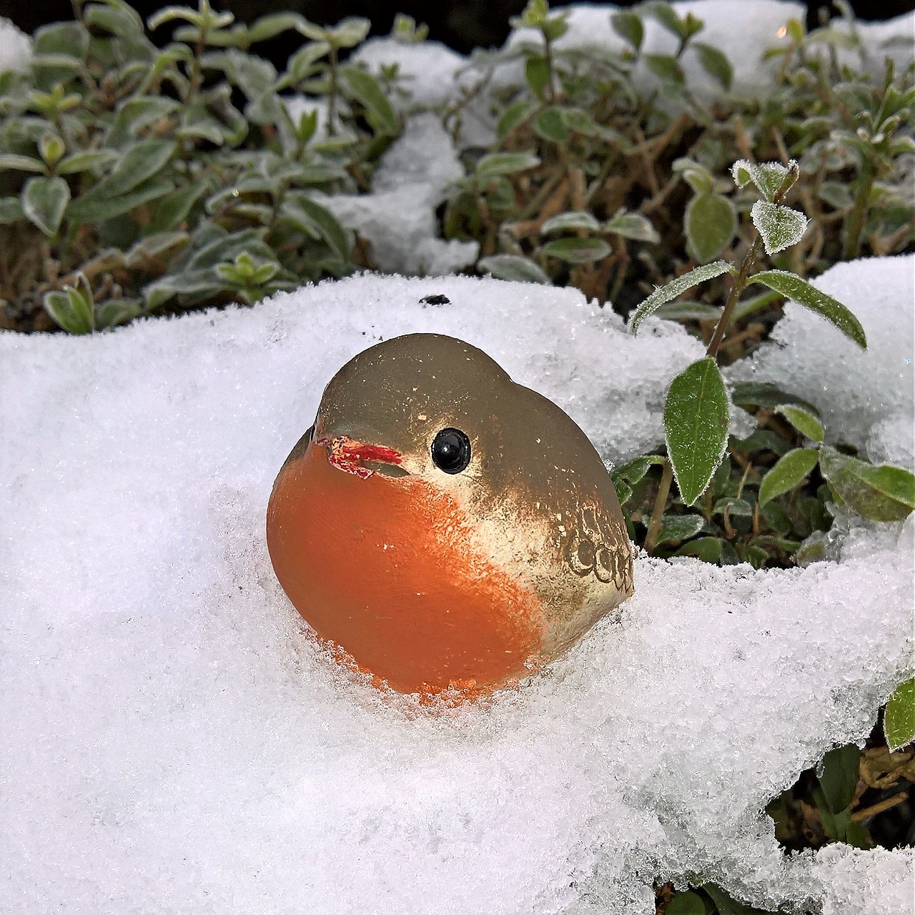 winter bird robin free photo