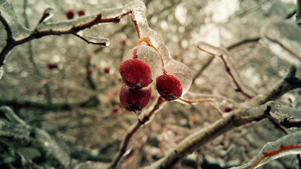 winter freezing berry free photo