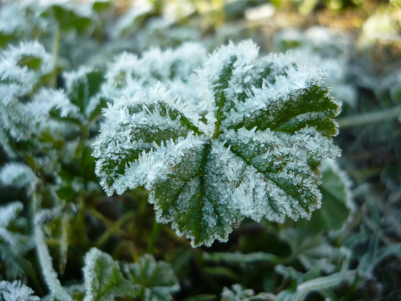 winter snow green free photo