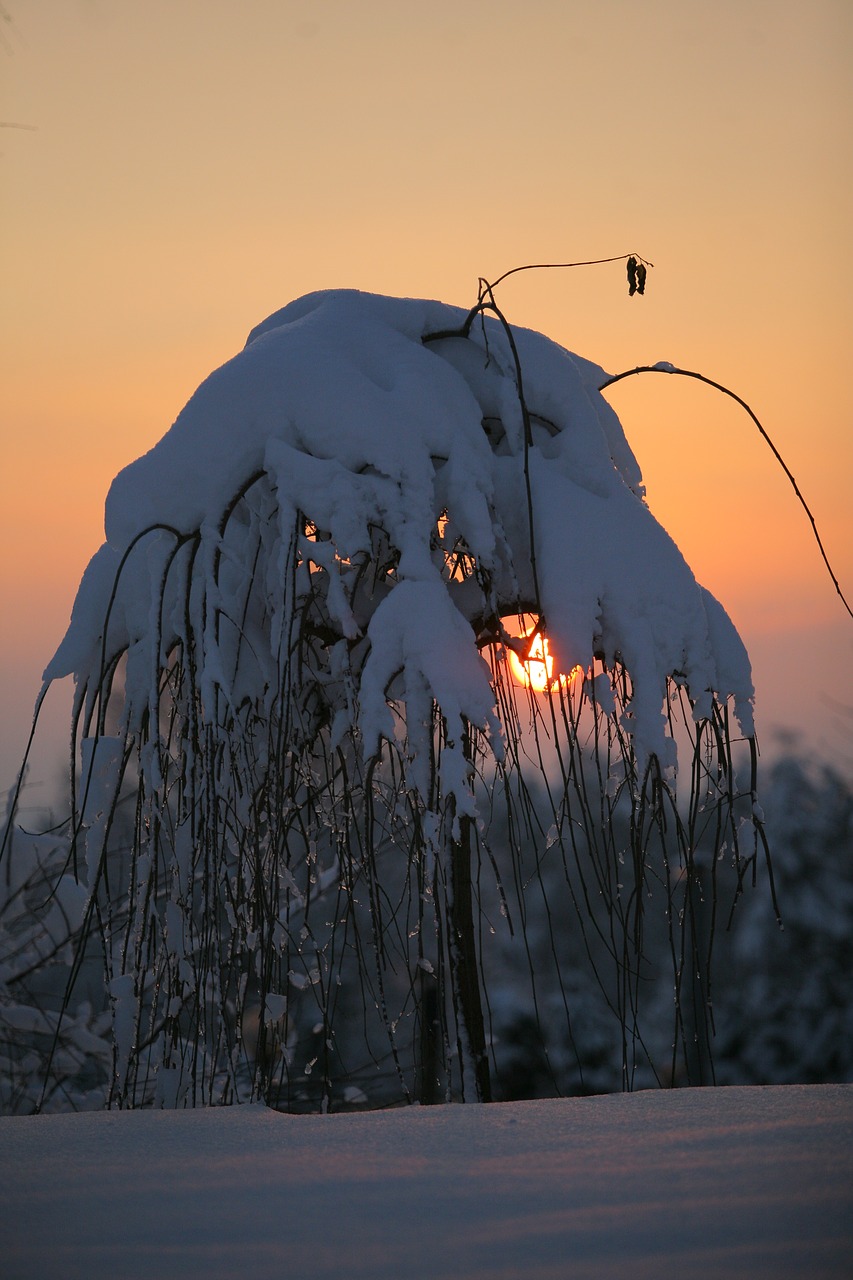 winter cold frost free photo