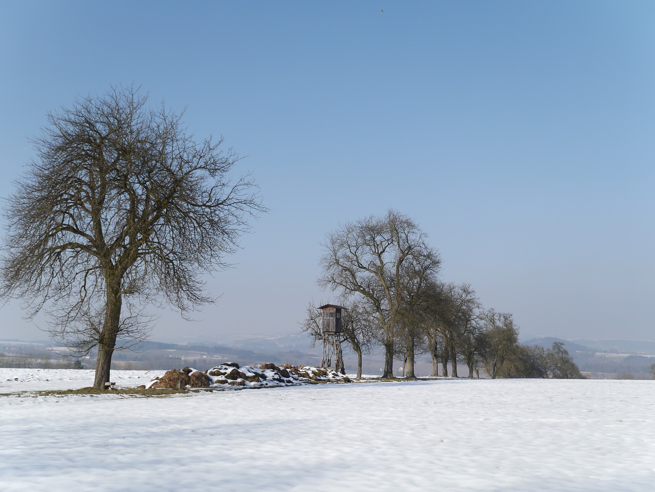 winter mood trees free photo