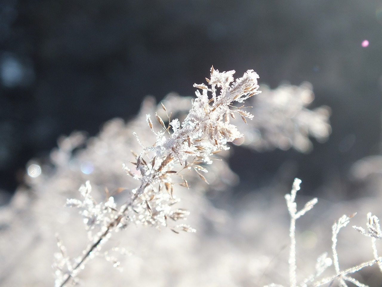 winter frost ice free photo