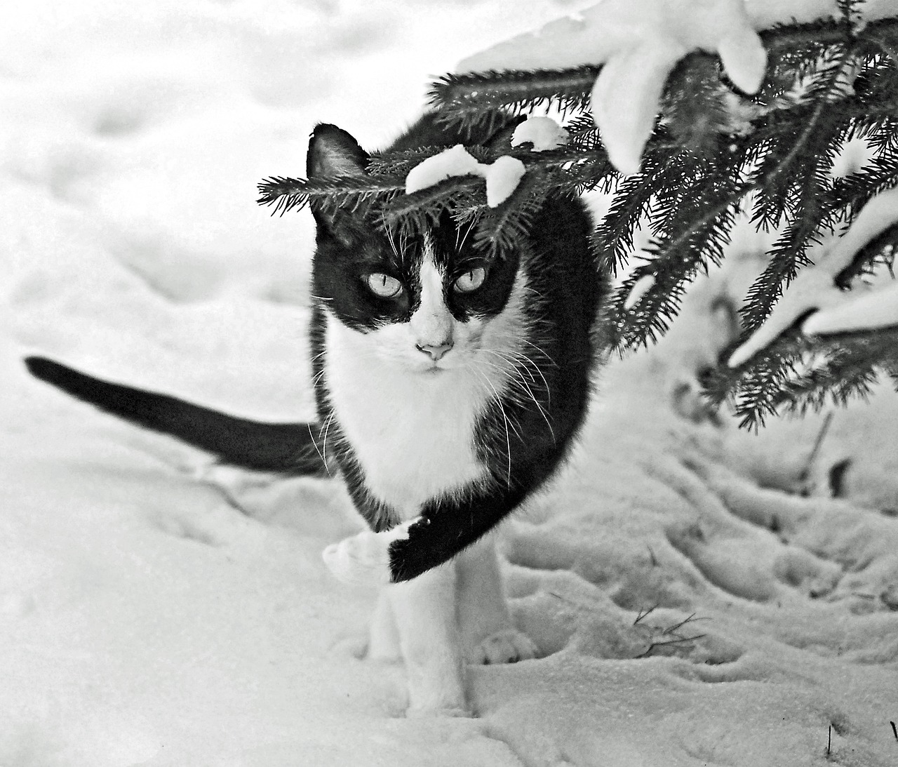 winter snow cat free photo