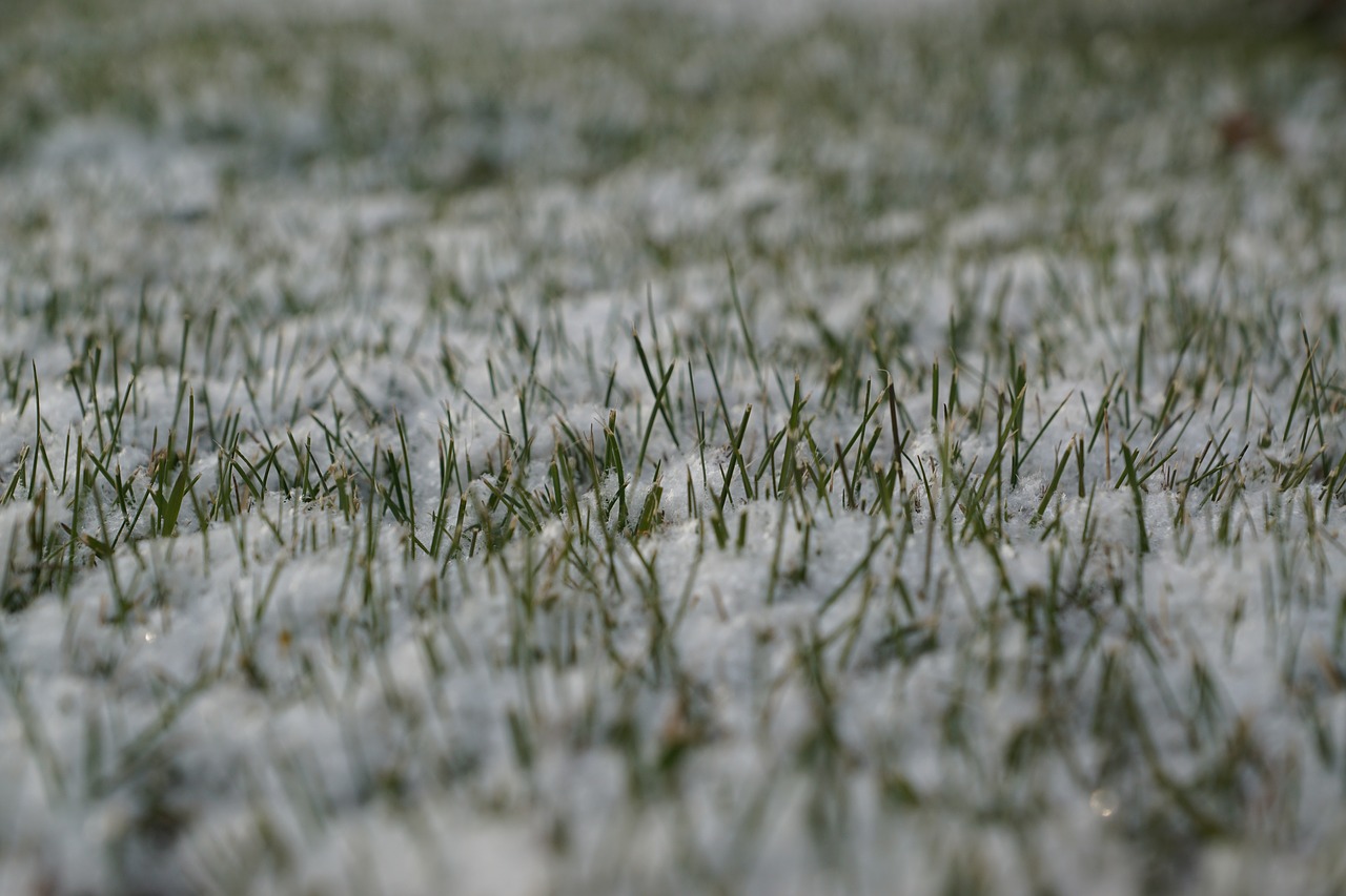 winter grass snow free photo