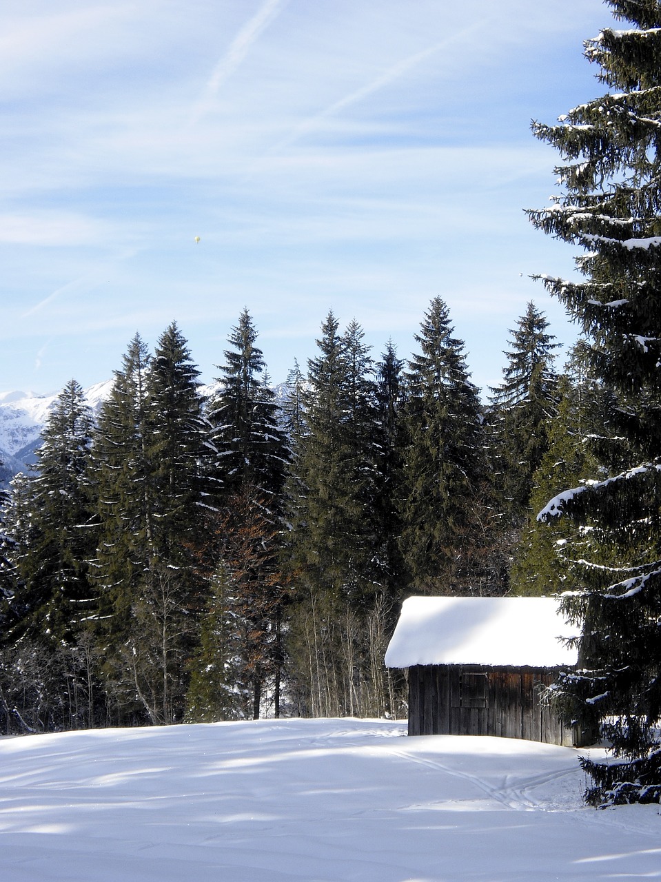 winter snow forest free photo