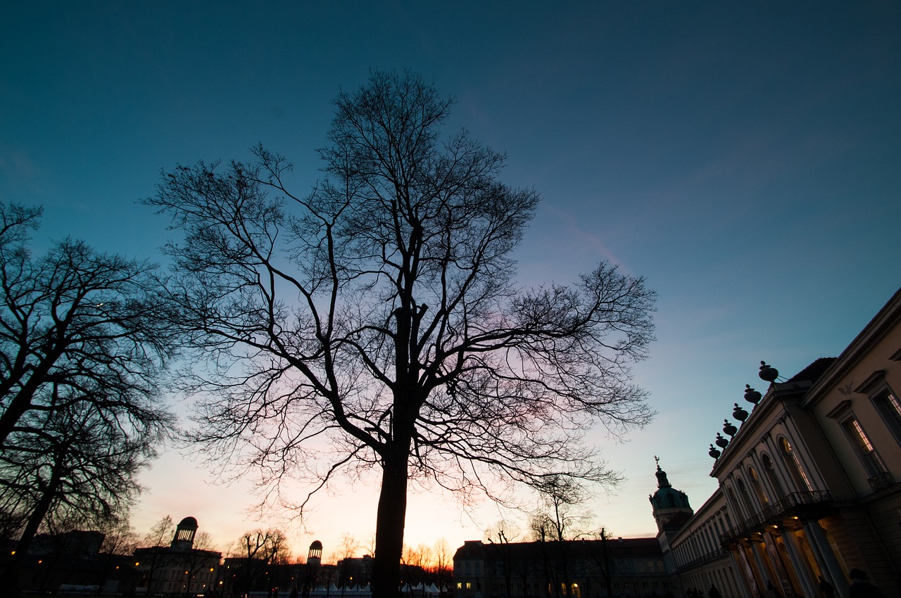 winter silhouette tree free photo