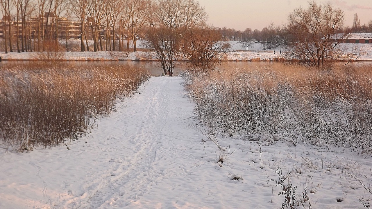 winter snow cold free photo