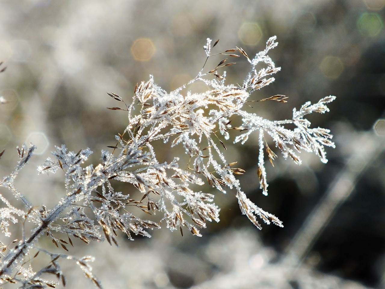 winter snow frost free photo