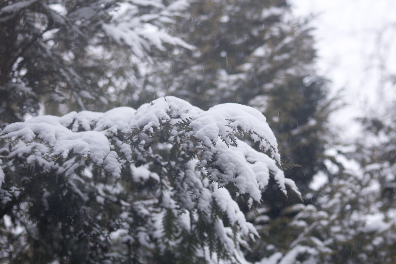 winter snow covered branches free photo