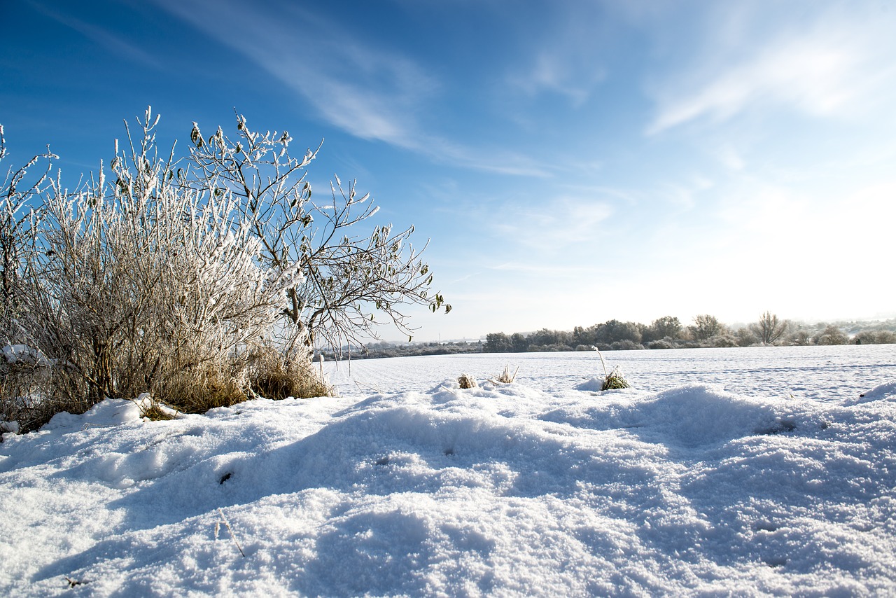 winter field snow free photo