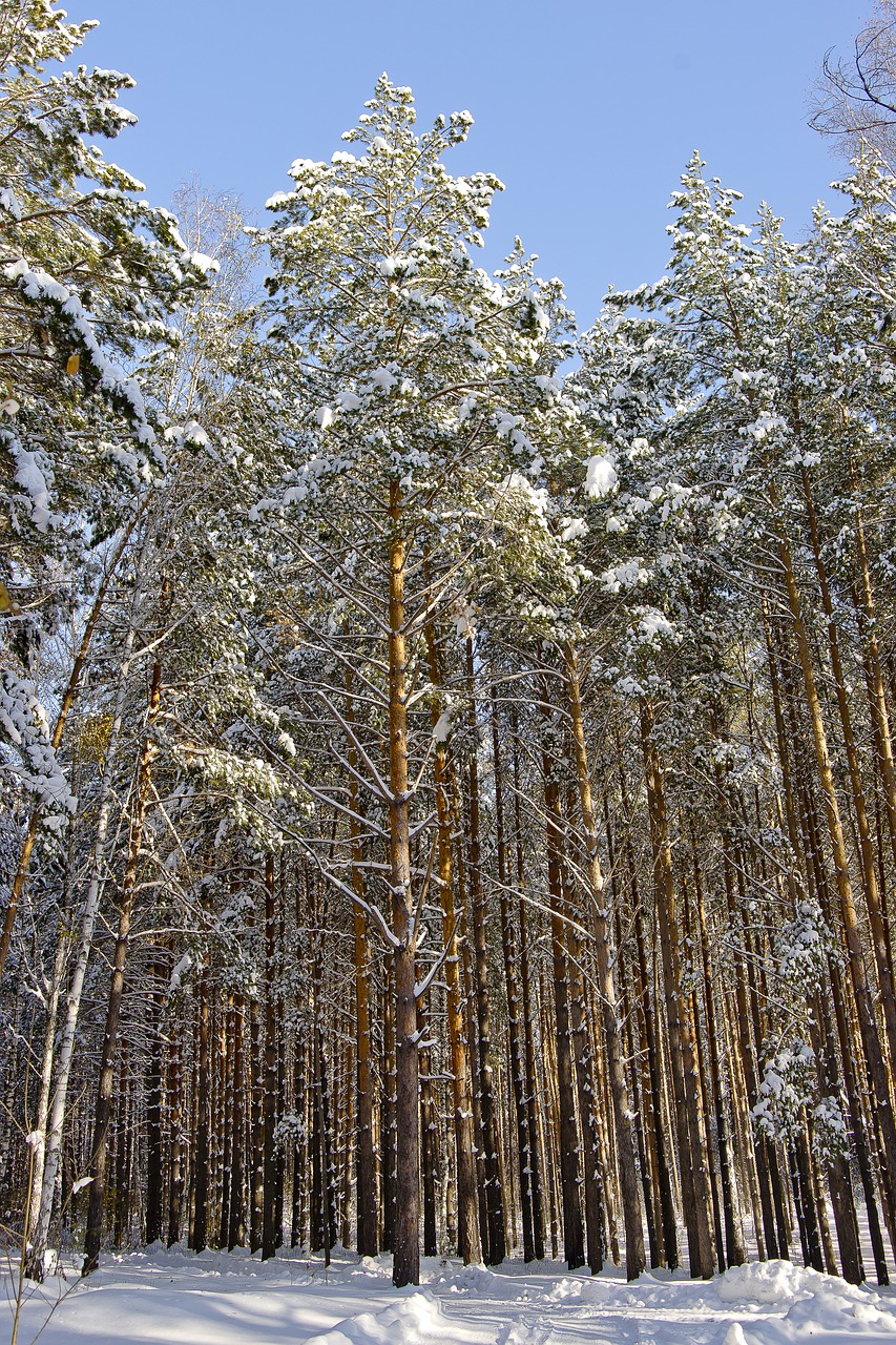 winter nature pine forest free photo