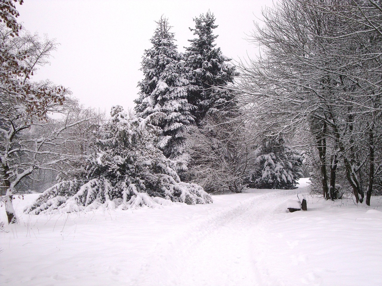 winter snow wintry free photo