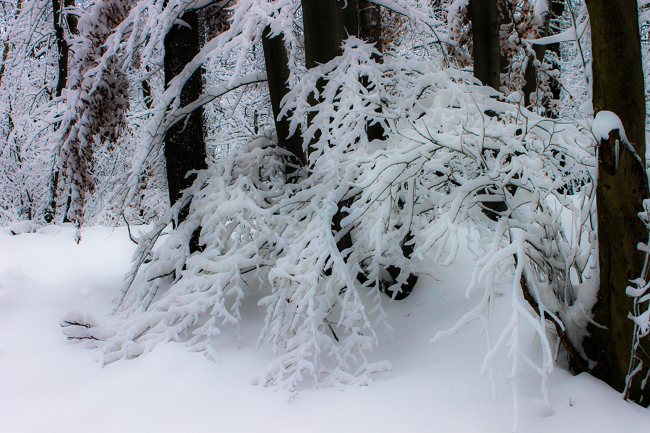 winter snow snowy landscape free photo