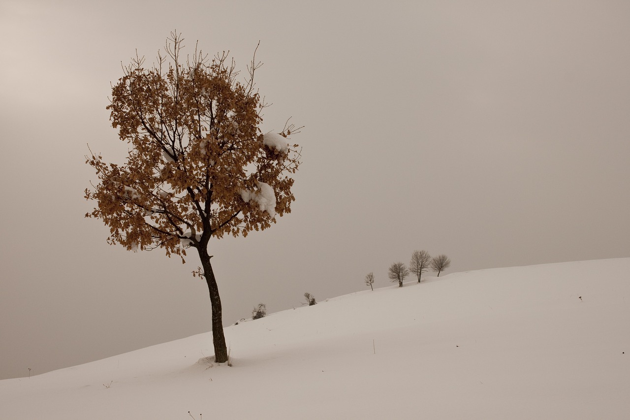 winter snow tree free photo