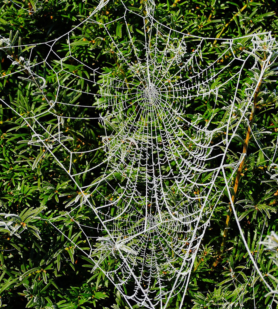 winter hedge cobwebs free photo