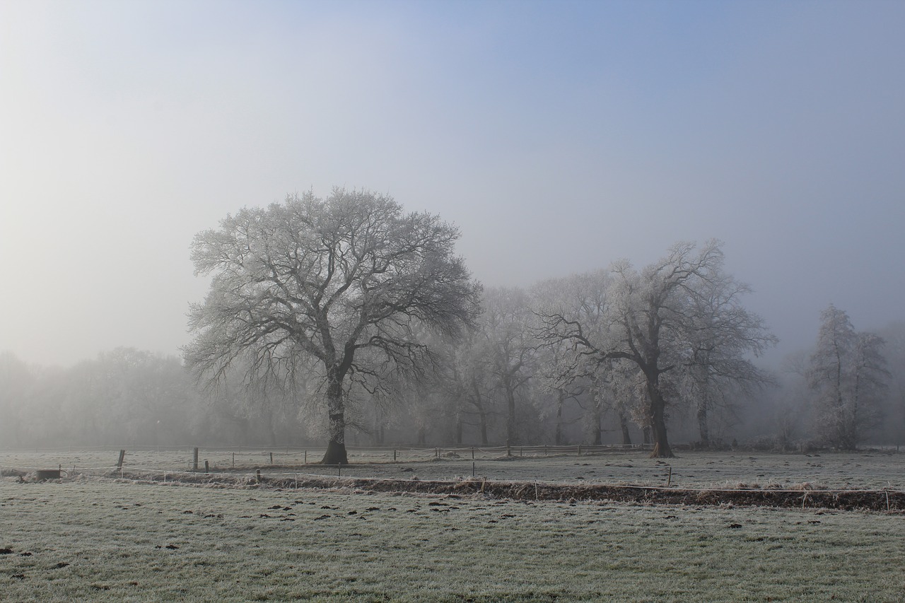 winter landscape tree free photo