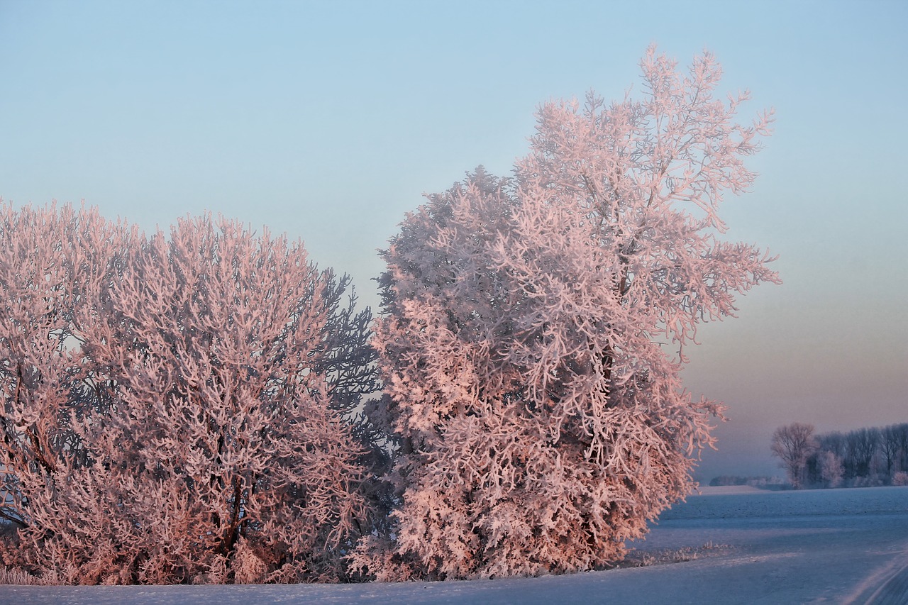 winter morning sun trees free photo